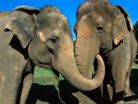 Азиатские слоны