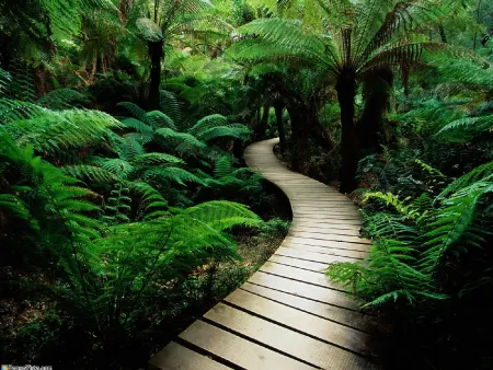 Путь в зеленые джунгли