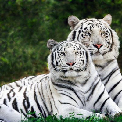 Tigers