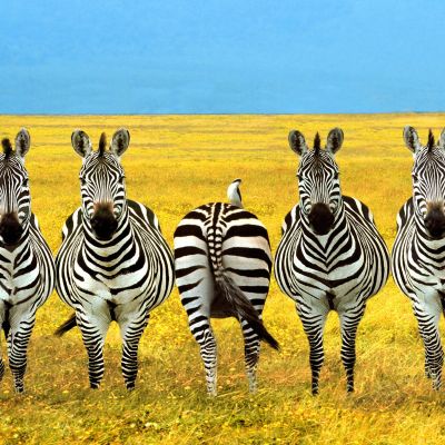 Zebras