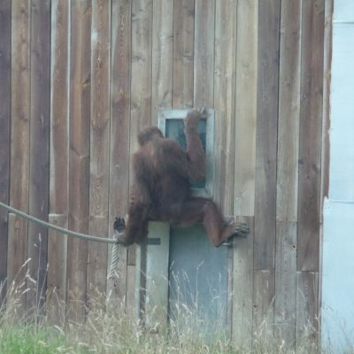 Zoo d'Amneville