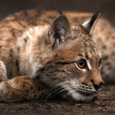 Lynx