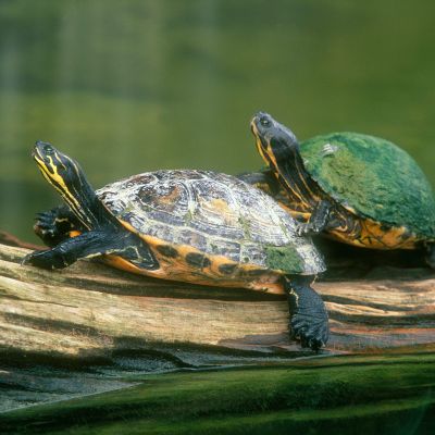 Turtles