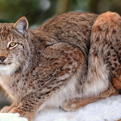 Lynx