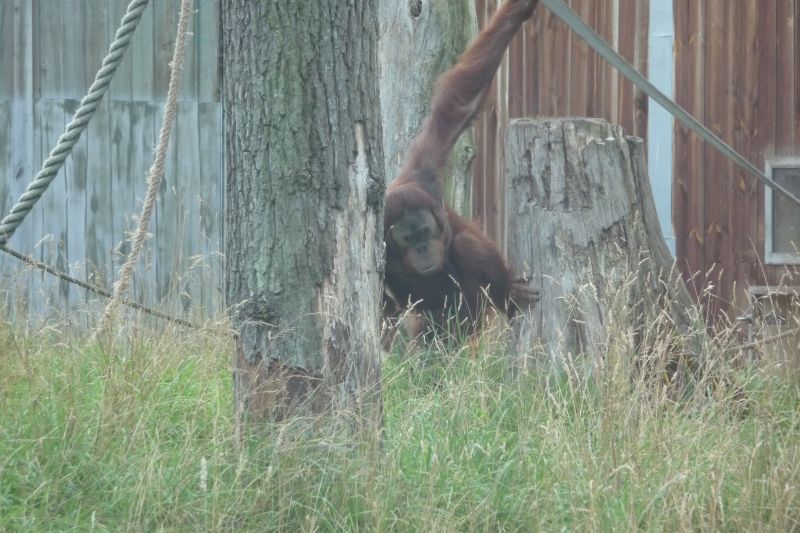 Amneville Zoo