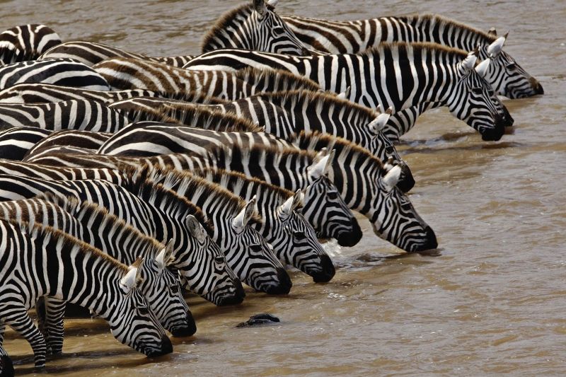 Zebras