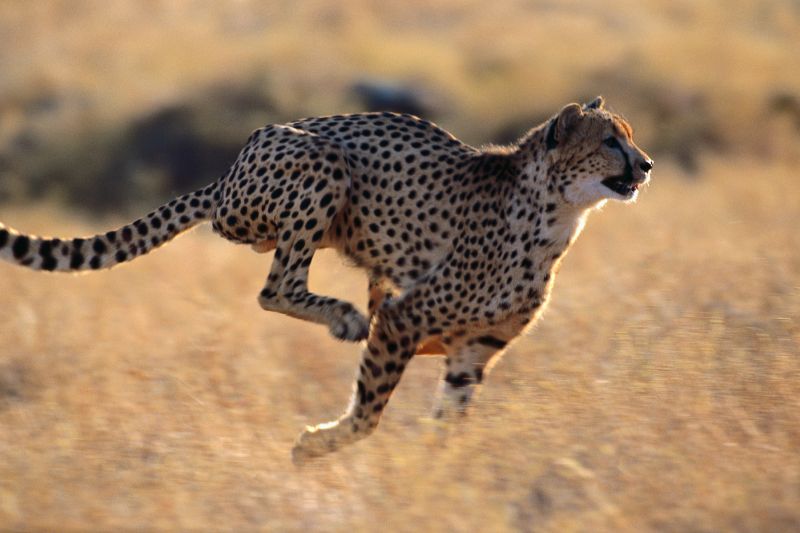 Cheetahs