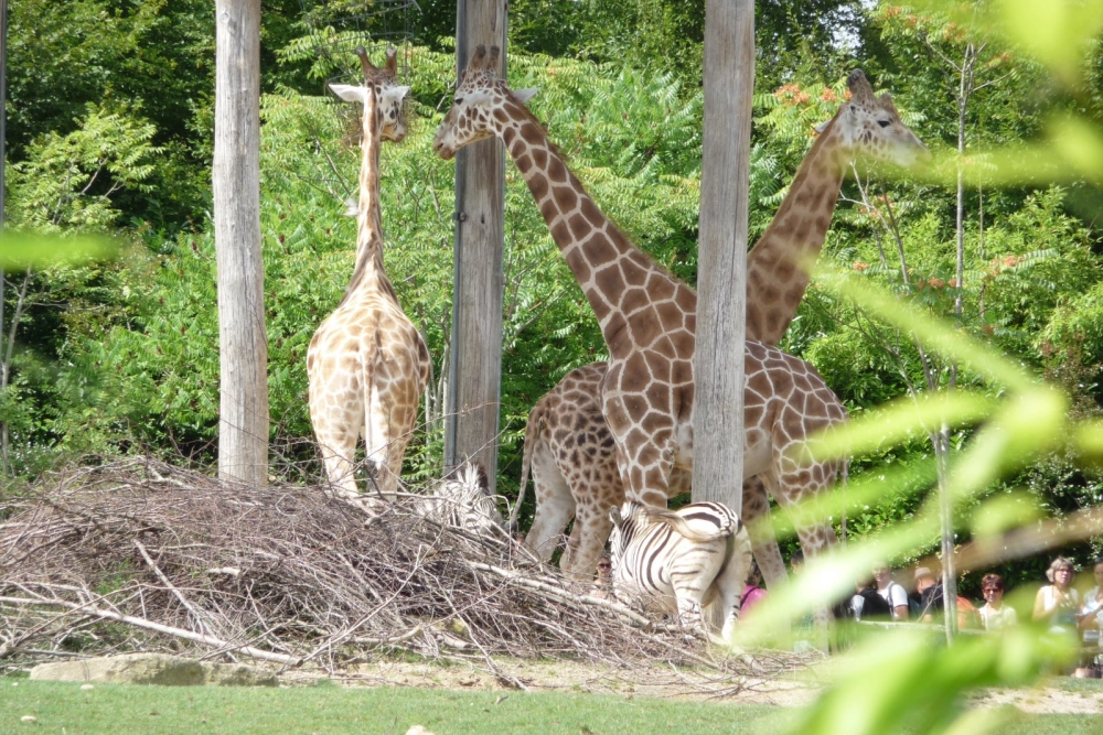 Amneville Zoo-17