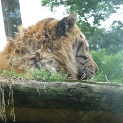 Amneville Zoo-9