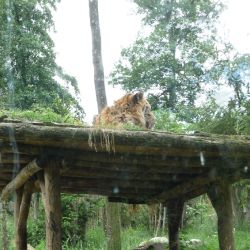 Amneville Zoo-8