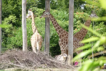 Amneville Zoo-18