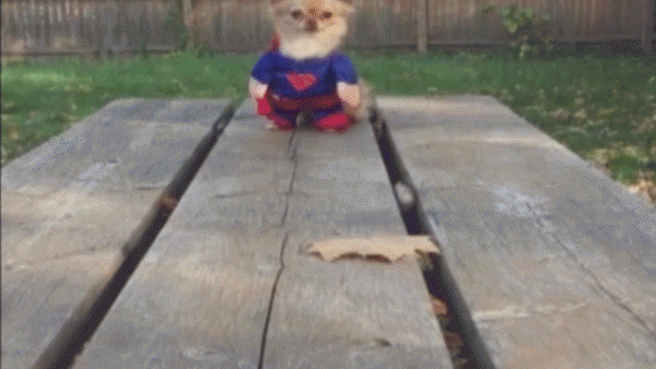 Superdog