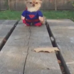 Superdog