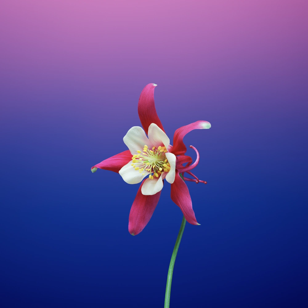 Wallpaper Flower AQUILEGIA