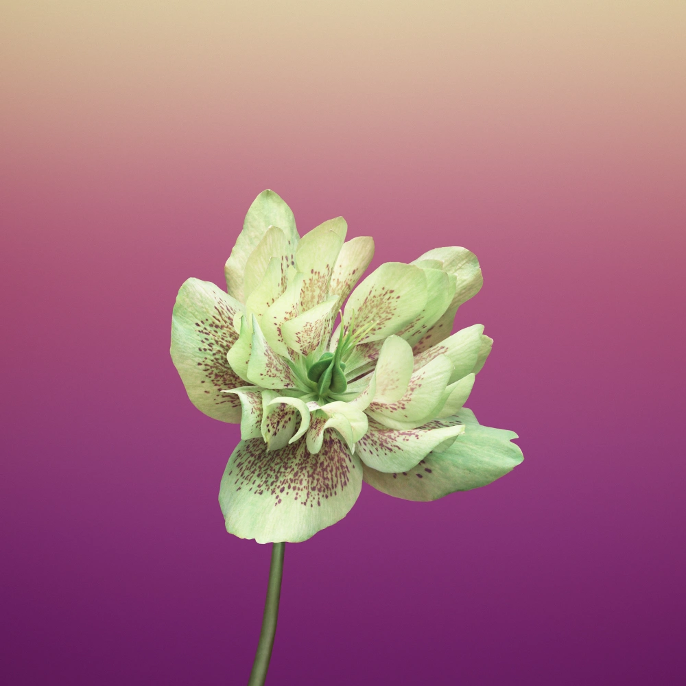 Wallpaper Flower HELLEBORUS