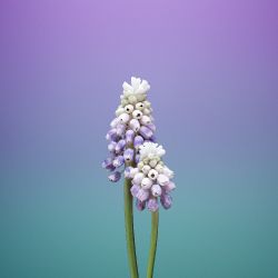 Wallpaper Flower MUSCARI