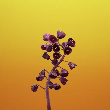 Wallpaper Flower FRITILLARIA