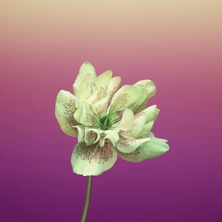 Wallpaper Flower HELLEBORUS