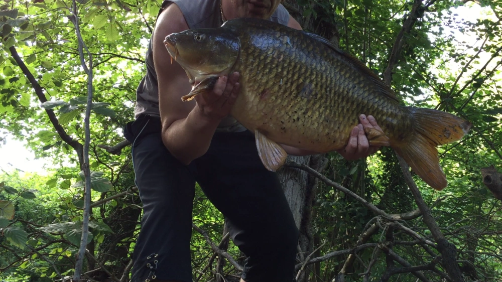 Carpe commune (écailleuse) de 10,4 kg