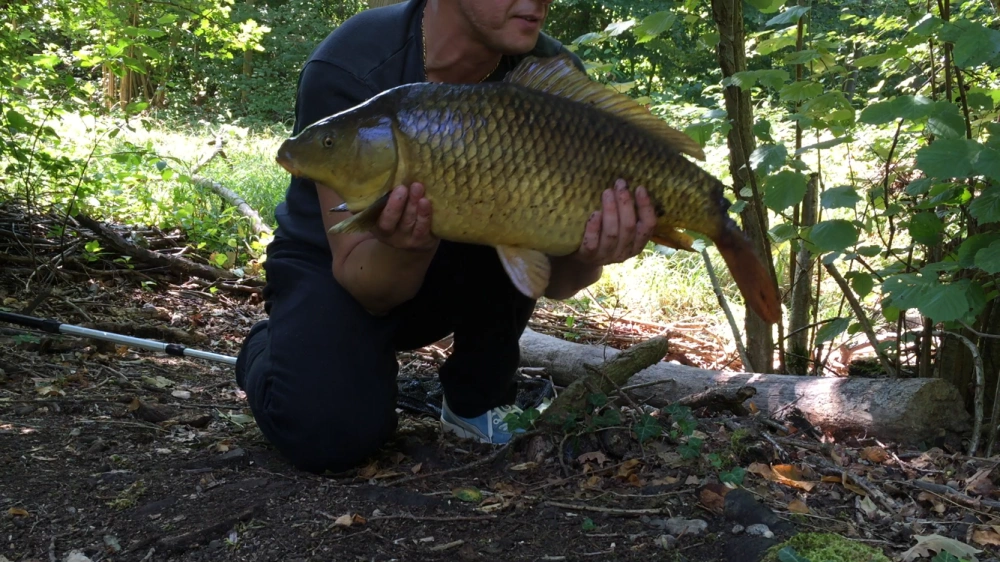 Carpe commune (écailleuse) de 7 kg