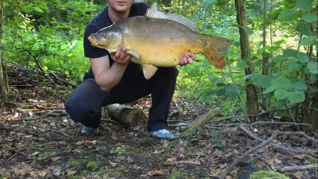 Carpe miroir de 11,9 kg