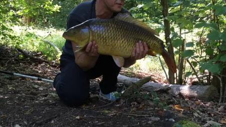 Ordinary carp 7 kg