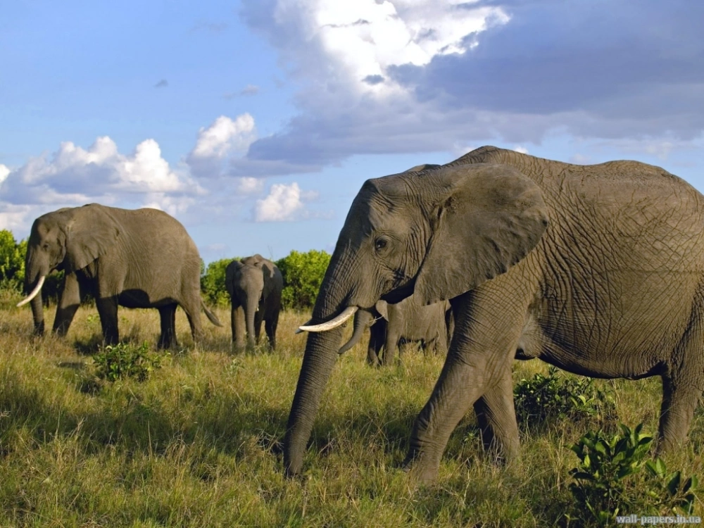 Африканские слоны 3