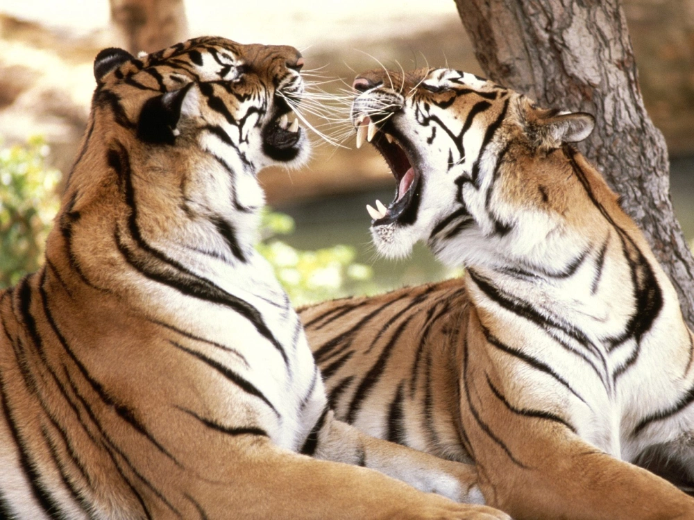 Bengali Tigers