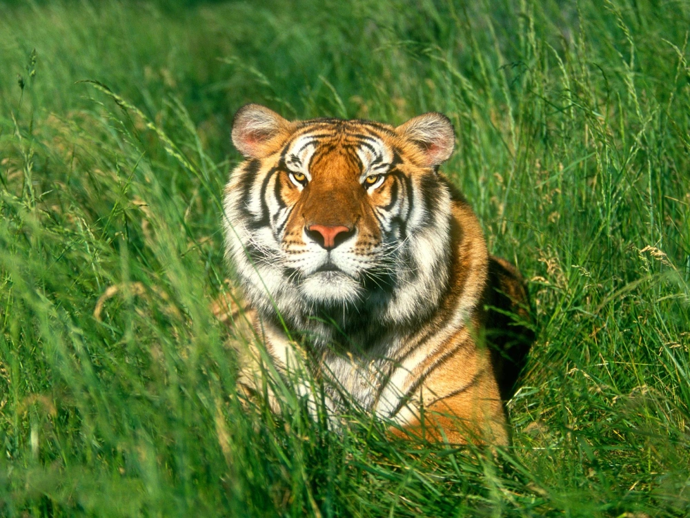 Бенгальский тигр 2