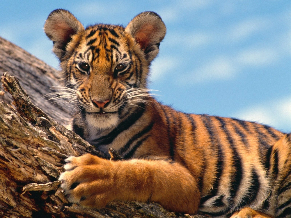 Tiger Cub 2