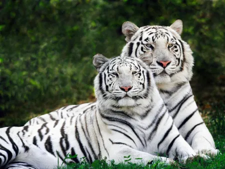 White Tigers