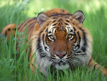 Бенгальский тигр 3