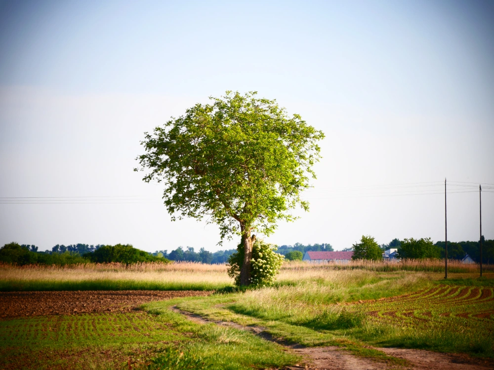 Tree in field