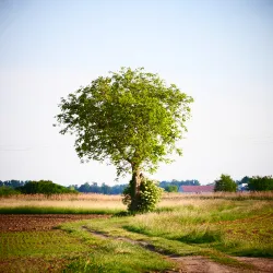 Tree in field