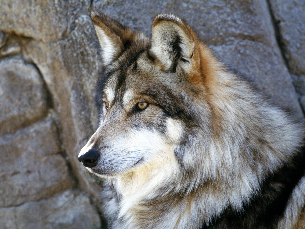 Мексиканский волк