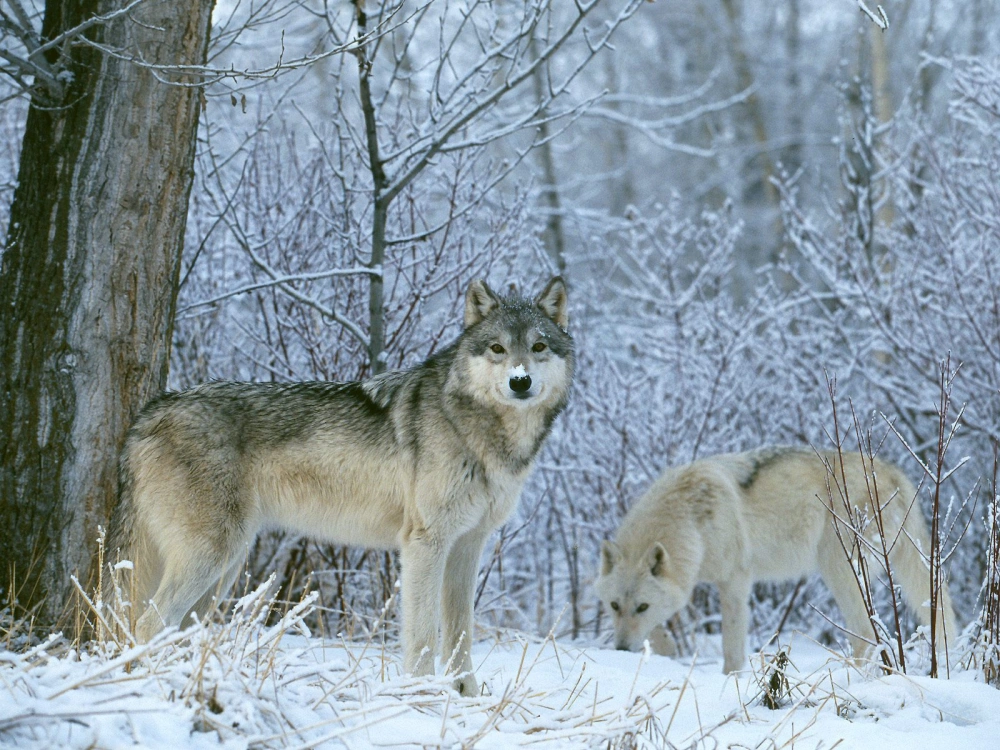 Зимний мир волков