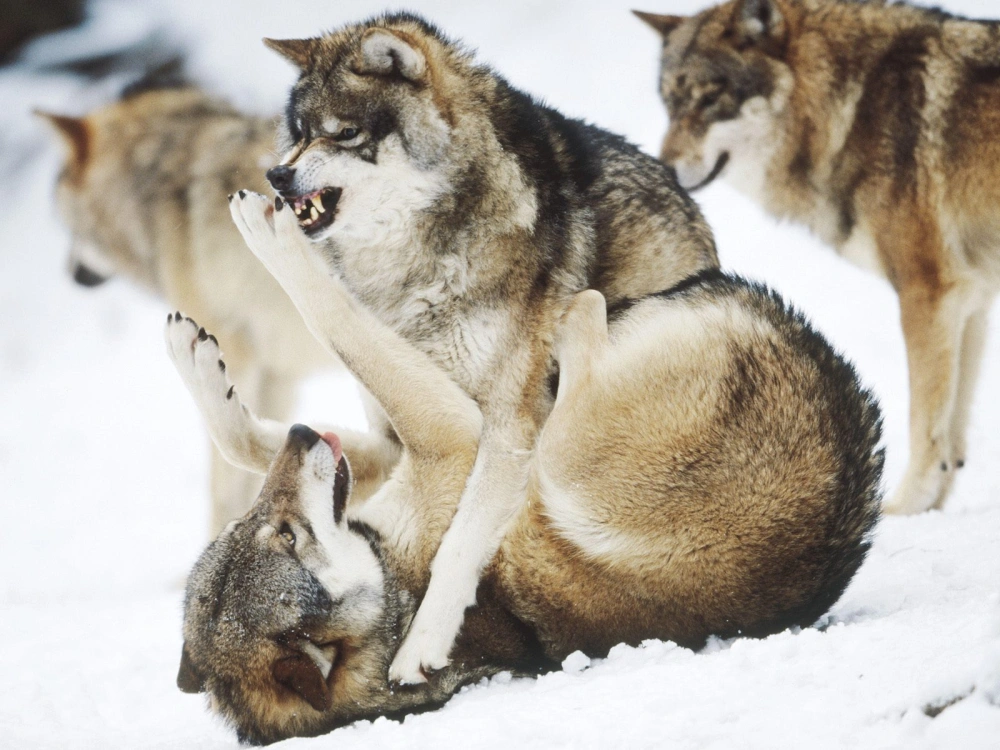 Сердитые волки