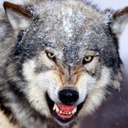Рычание Серого Волка