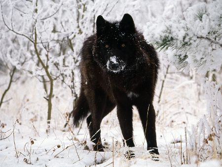 Черный волк 2