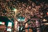 Night Bloom