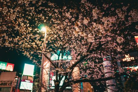 Floraison nocturne