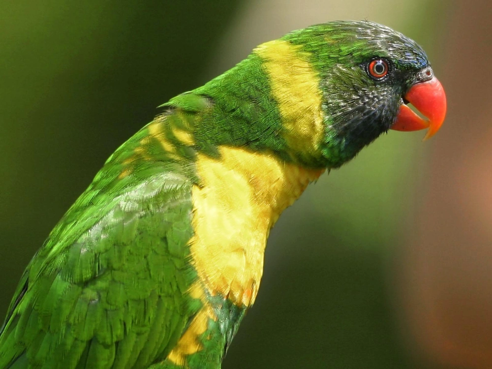 Lorikeet