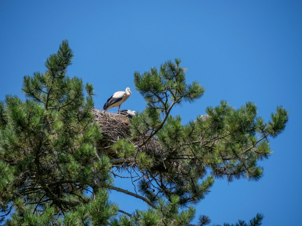 Cigogne