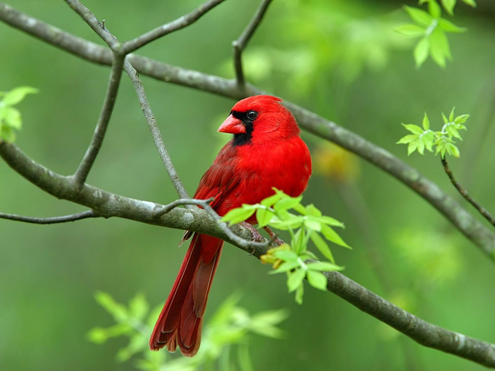Male cardinal 1