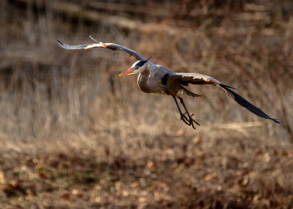 Great Blue Heron Hunting