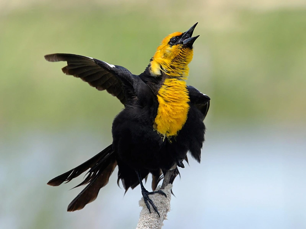 Male yellow headed blackbird