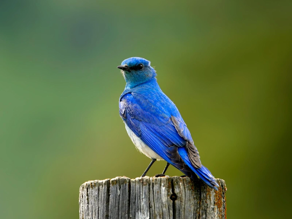 Mountain bluebird