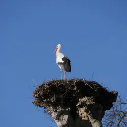 Strasbourg Stork