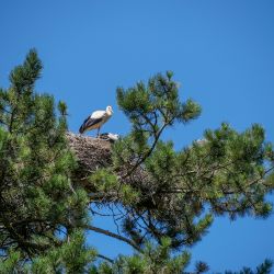 Cigogne