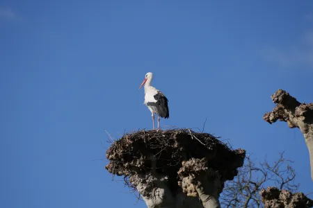 Strasbourg Stork
